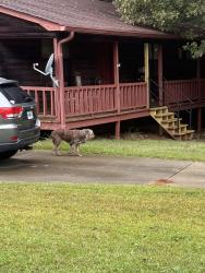 Found/Stray Unknown Dog last seen Ansley Dr and Macland Rd Dallas Ga 30157, Dallas, GA 30157