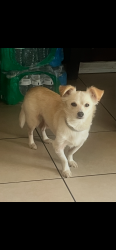 Lost Male Dog last seen Julianna and patt street near Julianna park, Anaheim, CA 92801