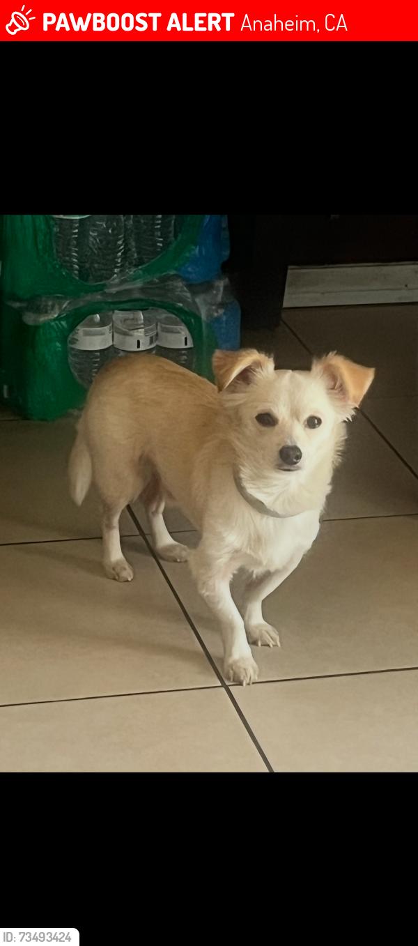 Lost Male Dog last seen Julianna and patt street near Julianna park, Anaheim, CA 92801