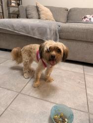 Found/Stray Female Dog last seen Nearest cross streets, Four Corners, FL 34747
