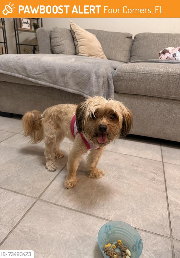 Found/Stray Female Dog last seen Nearest cross streets, Four Corners, FL 34747