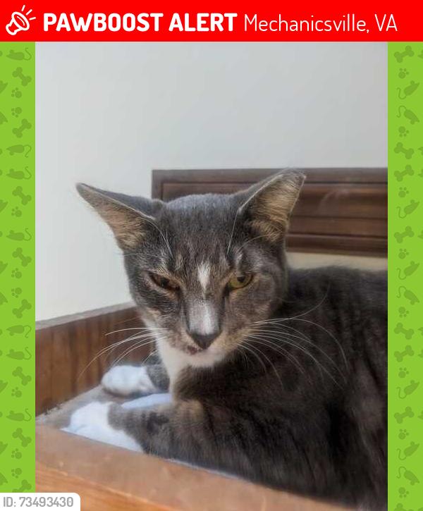 Lost Male Cat last seen Near the lake in the Forest Lake Hills subdivision, Mechanicsville, VA 23116