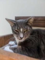 Lost Male Cat last seen Near the lake in the Forest Lake Hills subdivision, Mechanicsville, VA 23116