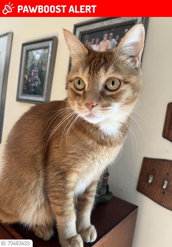 Lost Male Cat last seen Near Lancaster road, freehold Nj, Freehold Township, NJ 07728