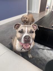 Lost Female Dog last seen Temple Beth am, central boulevard, Jupiter, FL 33458