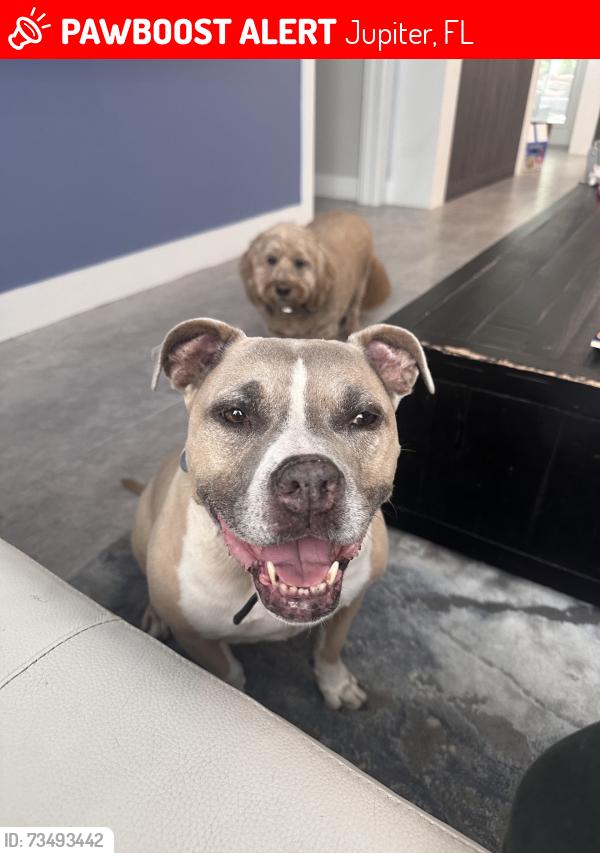 Lost Female Dog last seen Temple Beth am, central boulevard, Jupiter, FL 33458