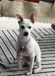 Reunited Female Dog last seen Near Industrial Blvd, Chula Vista, CA 91911, USA, Chula Vista, CA 91911