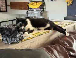 Lost Female Cat last seen Near East, Ogden, UT 84414