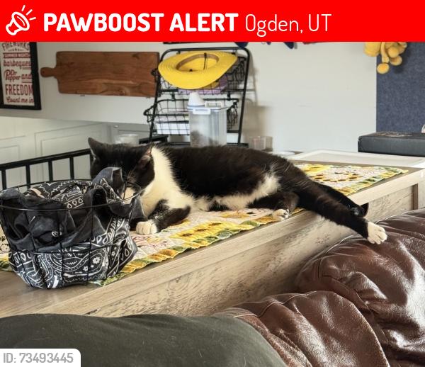 Lost Female Cat last seen Near East, Ogden, UT 84414