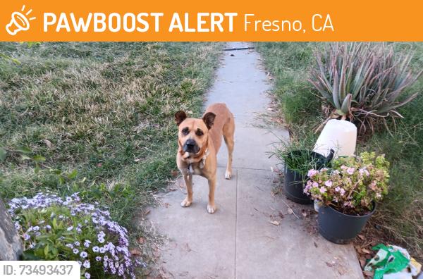 Found/Stray Unknown Dog last seen Woodward Ave and Thorne moving in direction of Fruit, Fresno, CA 93706