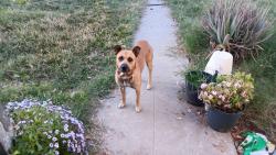 Found/Stray Unknown Dog last seen Woodward Ave and Thorne moving in direction of Fruit, Fresno, CA 93706