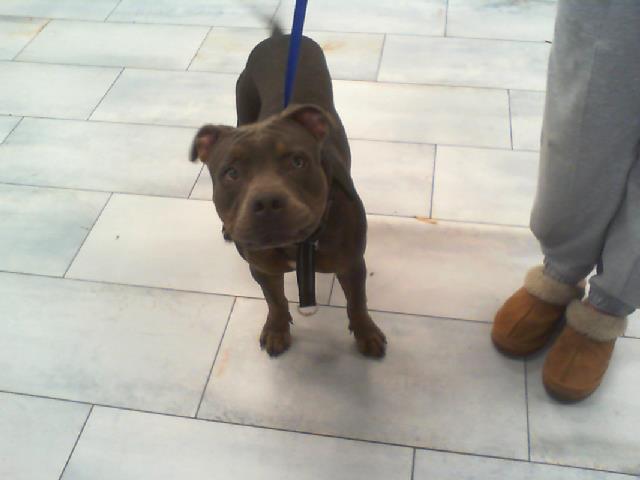 Shelter Stray Male Dog last seen CHARLOTTE, 8315 Byrum Dr, Charlotte, NC 28217, USA