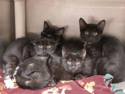 Shelter Stray Male Cat last seen APACHE AND W YUMA RD, 5501 E Van Buren St, Phoenix, AZ 85008, USA