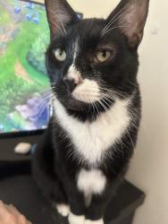 Reunited Male Cat last seen Near Case Del Sol apmt 103, Clearwater, FL 33761