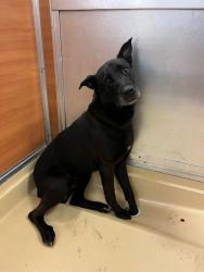 Shelter Stray Male Dog last seen Near BLOCK LOCH ISLE DR WEST, 3599 NW 79th Ave, Doral, FL 33122, USA