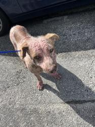 Shelter Stray Male Dog last seen Near BLOCK NE 151 ST, 3599 NW 79th Ave, Doral, FL 33122, USA