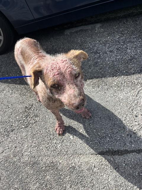Shelter Stray Male Dog last seen Near BLOCK NE 151 ST, 3599 NW 79th Ave, Doral, FL 33122, USA