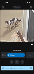 Found/Stray Unknown Cat last seen Has been coming around for a few weeks., Clovis, CA 93619