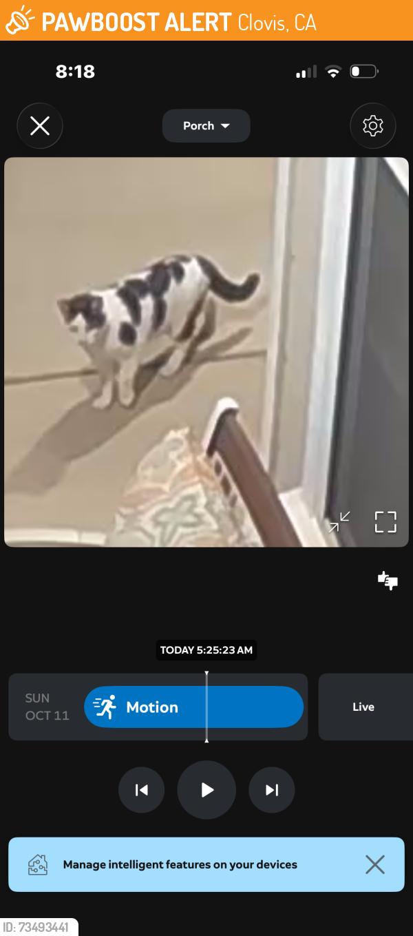 Found/Stray Unknown Cat last seen Has been coming around for a few weeks., Clovis, CA 93619