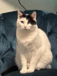 Reunited Male Cat last seen Near Belmont heights aver Knoxville Tn 37921, Knoxville, TN 37921