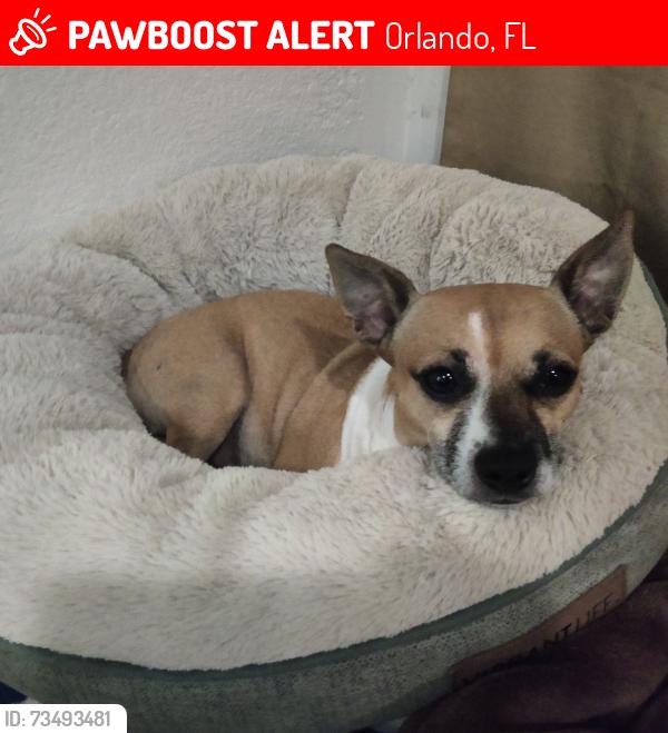 Lost Male Dog last seen Near s Hudson St Orlando, Orlando, FL 32835