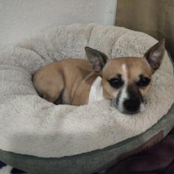 Lost Male Dog last seen Near s Hudson St Orlando, Orlando, FL 32835