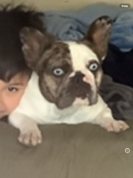 Lost Female Dog last seen Tapia and Arenal, Albuquerque, NM 87105