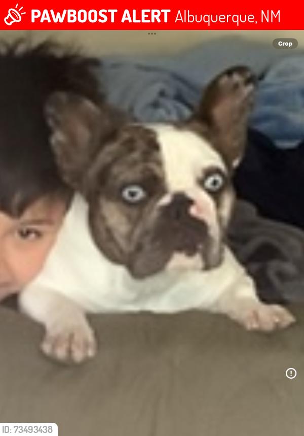Lost Female Dog last seen Tapia and Arenal, Albuquerque, NM 87105
