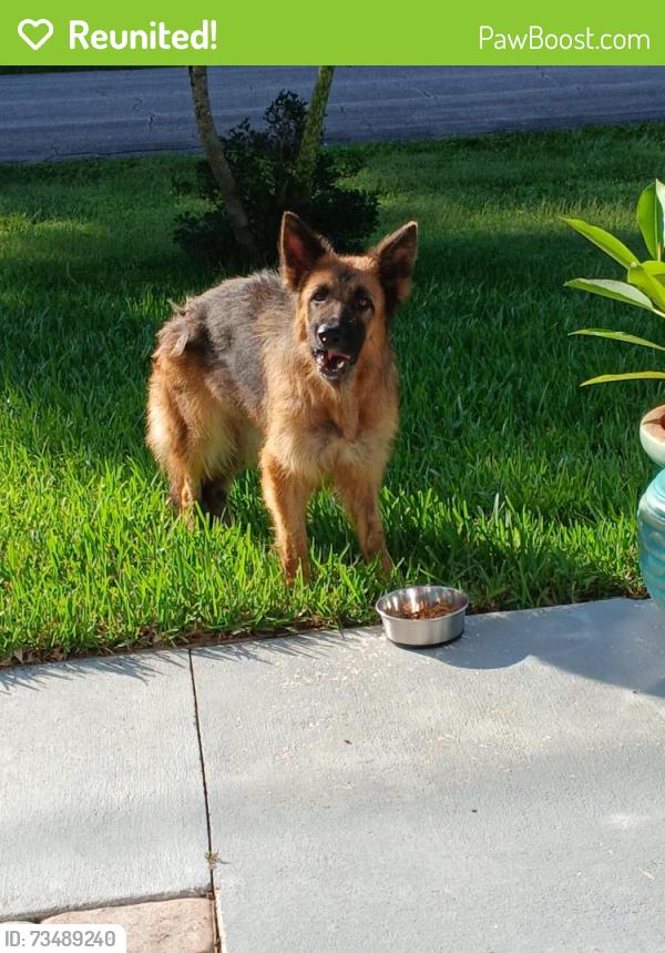Reunited Female Dog last seen Tulip, Port St. Lucie, FL 34953