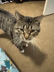 Reunited Male Cat last seen Nursery road, Santa Rosa Beach, FL 32459