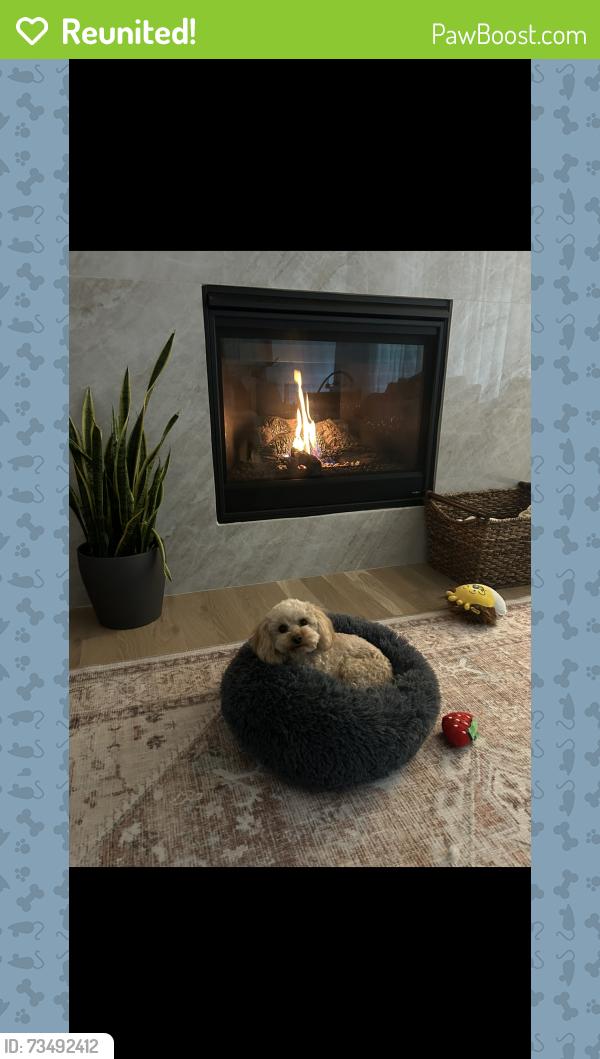 Reunited Female Dog last seen Near W 166th St Olathe, KS 66062 United States, Olathe, KS 66062