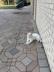 Lost Male Cat last seen Wichita State, Heights area, Wichita, KS 67220
