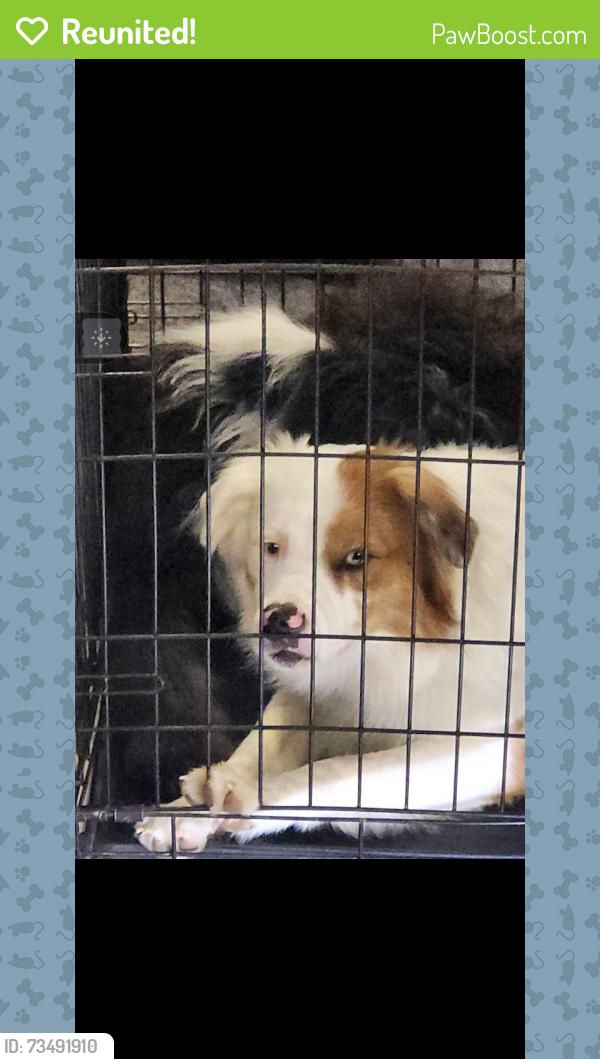 Reunited Male Dog last seen vacay village Denton, Denton, TX 76208