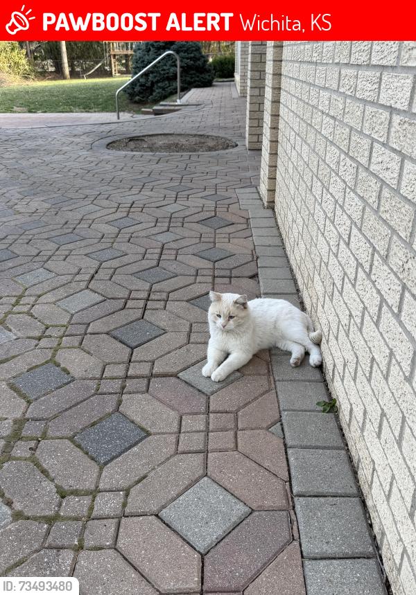 Lost Male Cat last seen Wichita State, Heights area, Wichita, KS 67220