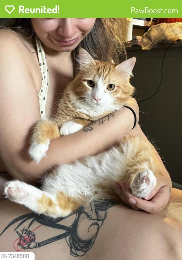 Reunited Male Cat last seen Near e Osage lane, Palatine, IL 60074