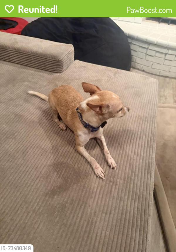 Reunited Male Dog last seen Mckellips and Lindsay, Mesa, AZ 85213
