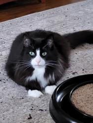 Lost Male Cat last seen Lancaster police station, Lancaster, NY 14086