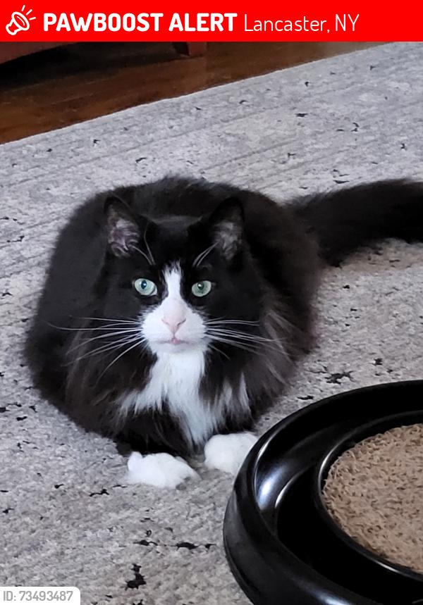 Lost Male Cat last seen Lancaster police station, Lancaster, NY 14086