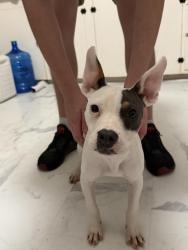 Found/Stray Female Dog last seen Yancey’s Liquor Store, Little Rock, AR 72201