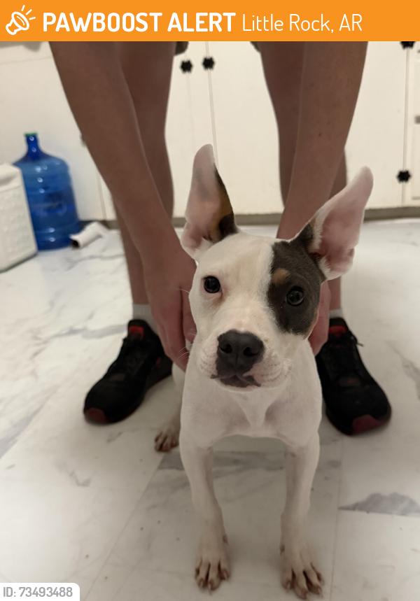 Found/Stray Female Dog last seen Yancey’s Liquor Store, Little Rock, AR 72201