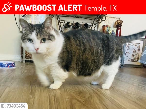 Lost Female Cat last seen Old Waco Rd & Pea Ridge … Plains at Riverside subdivision, Temple, TX 76502