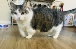 Lost Female Cat last seen Old Waco Rd & Pea Ridge … Plains at Riverside subdivision, Temple, TX 76502