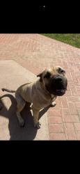 Reunited Male Dog last seen Sandover court and romega, Bonita, CA 91902