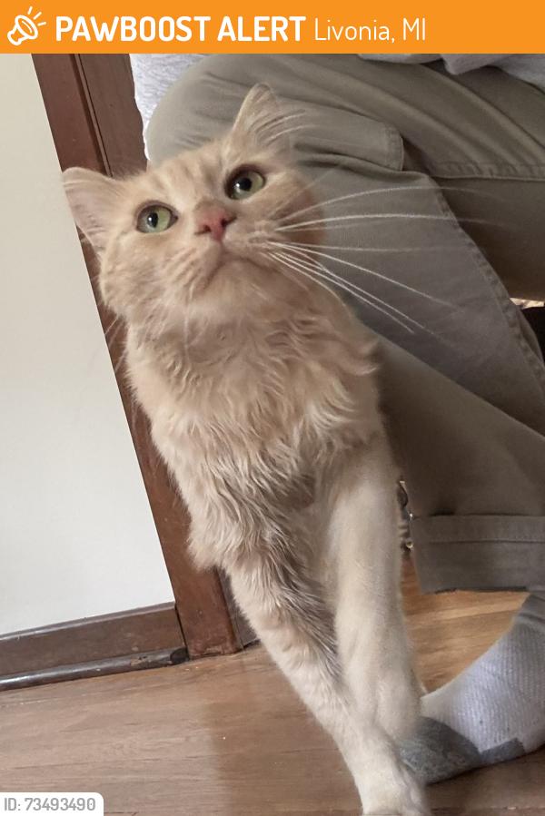 Found/Stray Unknown Cat last seen 7 mile and Irving, Livonia, MI, Livonia, MI 48152