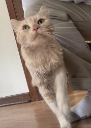 Found/Stray Unknown Cat last seen 7 mile and Irving, Livonia, MI, Livonia, MI 48152