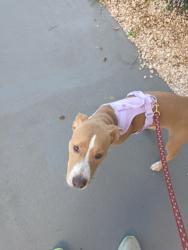 Found/Stray Female Dog last seen Parking lot of Terry Hershey Park and Beltway 8, Piney Point, TX 77024