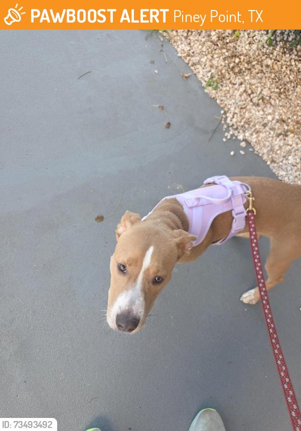 Found/Stray Female Dog last seen Parking lot of Terry Hershey Park and Beltway 8, Piney Point, TX 77024