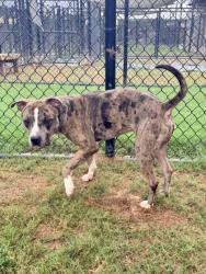 Shelter Stray Male Dog last seen Near VIRGINA AVE, East Point, GA, 1251 Fulton Industrial Blvd NW, Atlanta, GA 30336, USA