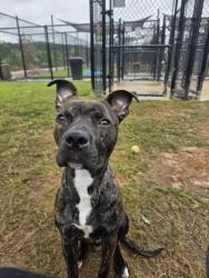Shelter Stray Male Dog last seen Near CITYLINE AVE NE, Atlanta, GA, 1251 Fulton Industrial Blvd NW, Atlanta, GA 30336, USA
