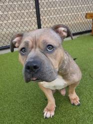 Shelter Stray Female Dog last seen Lakeshore Dr and Frankie Ave, College Park, GA, 1251 Fulton Industrial Blvd NW, Atlanta, GA 30336, USA